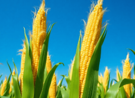 Conventional Corn Seed Report